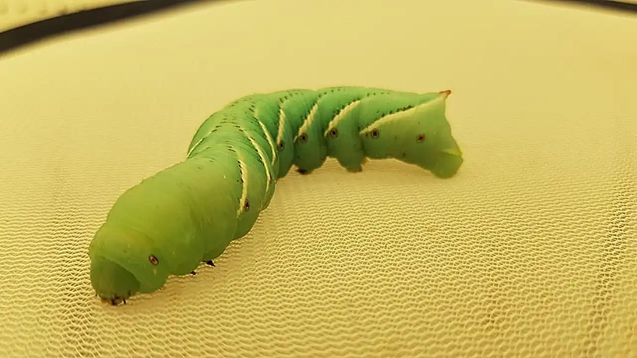 Tracing the evolutionary history of chemical warfare between plants and insects