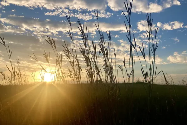 Image: Big bluestem at Konza Prairie LTER. Credit: Jill Haukos
