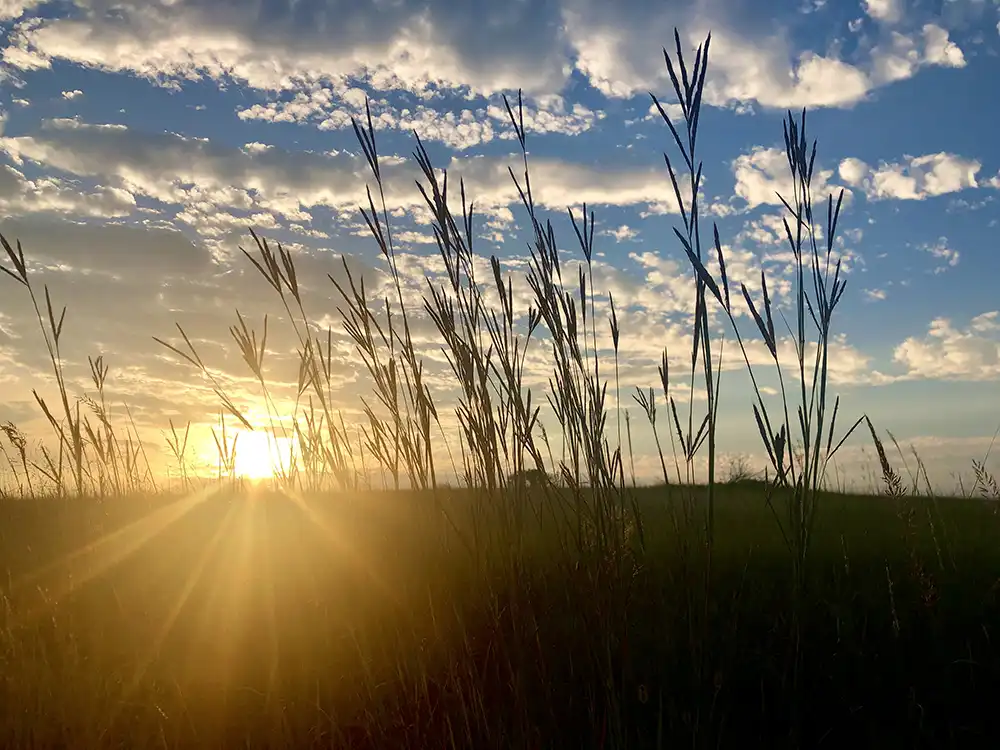 From decades-long studies of humble grasses, new clues to climate resistance