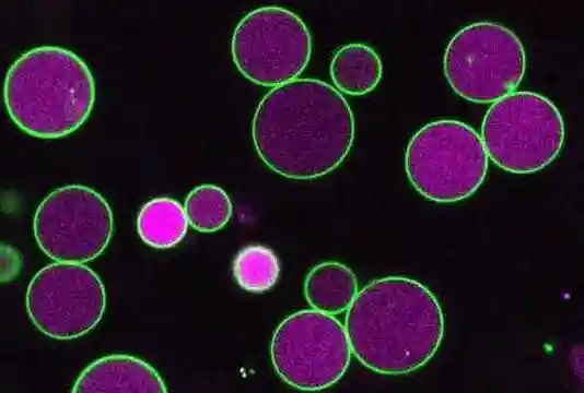 Scientists uncover how protein helps plants grow in early stages