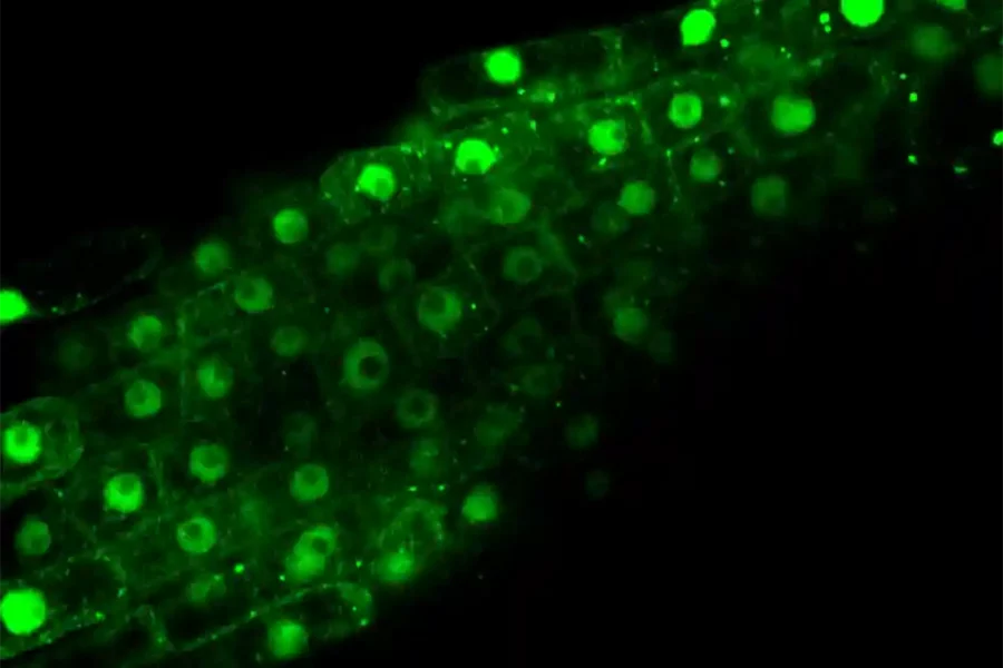 Image: Confocal microscopy of Arabidopsis plants expressing NAC53 fused to GFP. Credit: Suayb Üstün