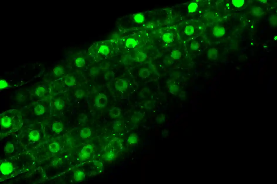 How Plants Rebalance Their Energy under Stress