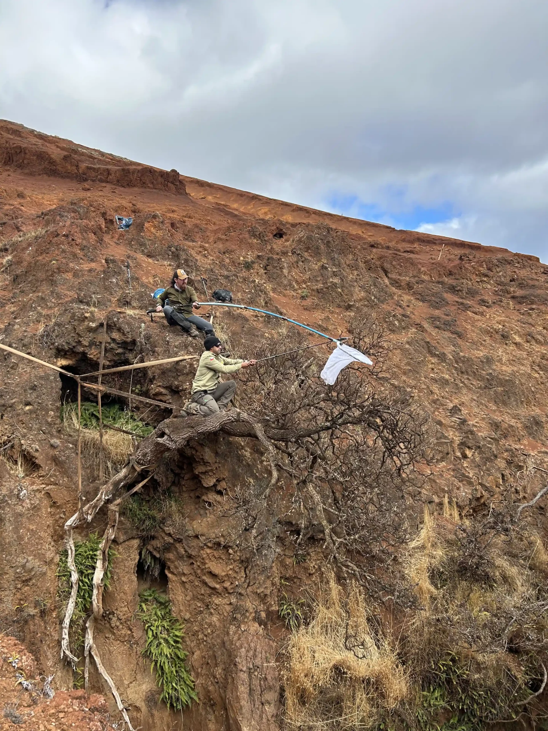 Last of its kind: Critically Endangered tree clinging to cliffside finds hope at Kew and Logan Botanic Garden