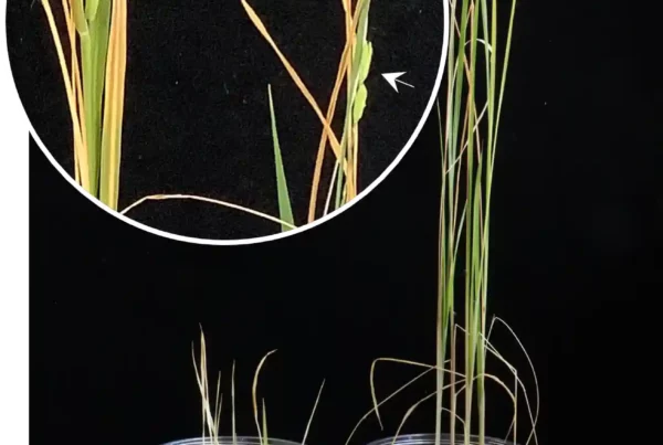 Rice growth on lunar regolith simulant with N₂O₅ dissolved water. Compared with the water-only control, plants treated with the N₂O₅ solution exhibited markedly enhanced growth three months after sowing. Furthermore, heading was observed four months after sowing, indicating that the N₂O₅ solution is effective as a nitrogen fertilizer. ©Toshiro Kaneko