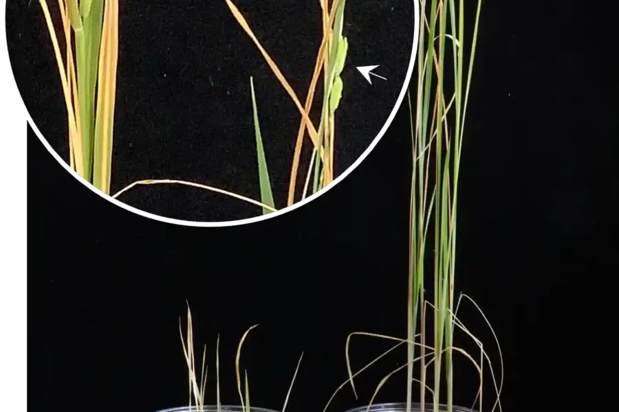 Rice growth on lunar regolith simulant with N₂O₅ dissolved water. Compared with the water-only control, plants treated with the N₂O₅ solution exhibited markedly enhanced growth three months after sowing. Furthermore, heading was observed four months after sowing, indicating that the N₂O₅ solution is effective as a nitrogen fertilizer. ©Toshiro Kaneko