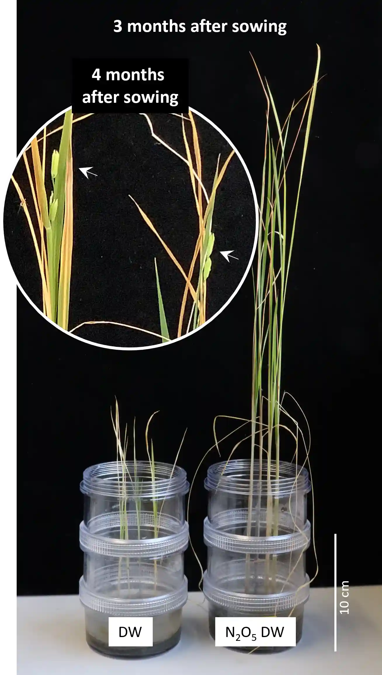 Rice Grown on the Moon?