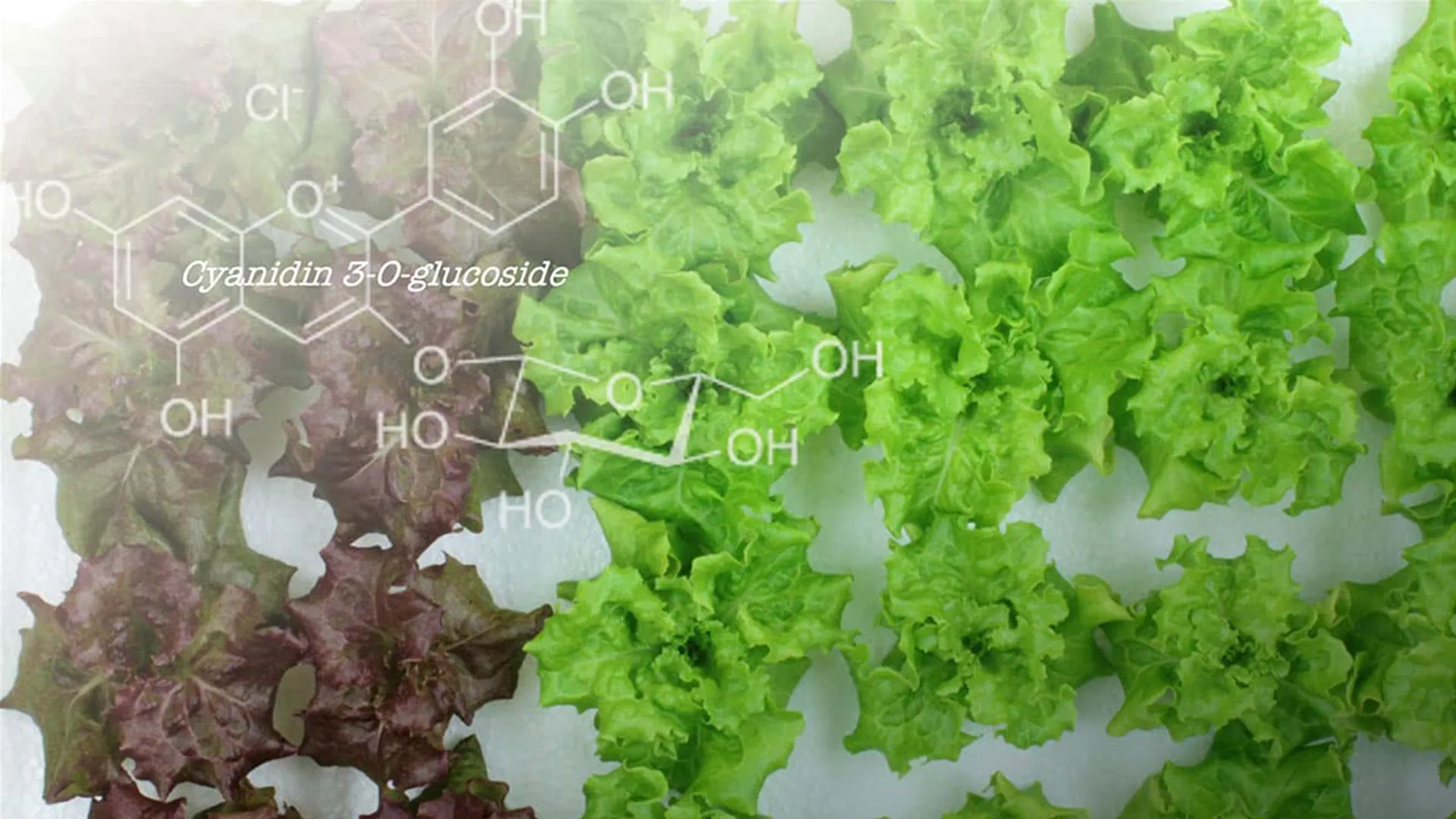 Genome editing turns red lettuce green and increases beneficial flavonoid content