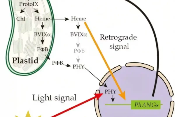 Image: Interaction of heme retrograde and phytochrome light signaling in plant cells. Credit: Graduate School of Arts and Sciences, College of Arts and Sciences, The University of Tokyo.