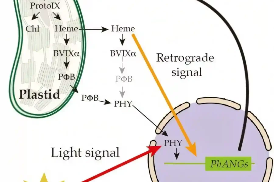 Image: Interaction of heme retrograde and phytochrome light signaling in plant cells. Credit: Graduate School of Arts and Sciences, College of Arts and Sciences, The University of Tokyo.