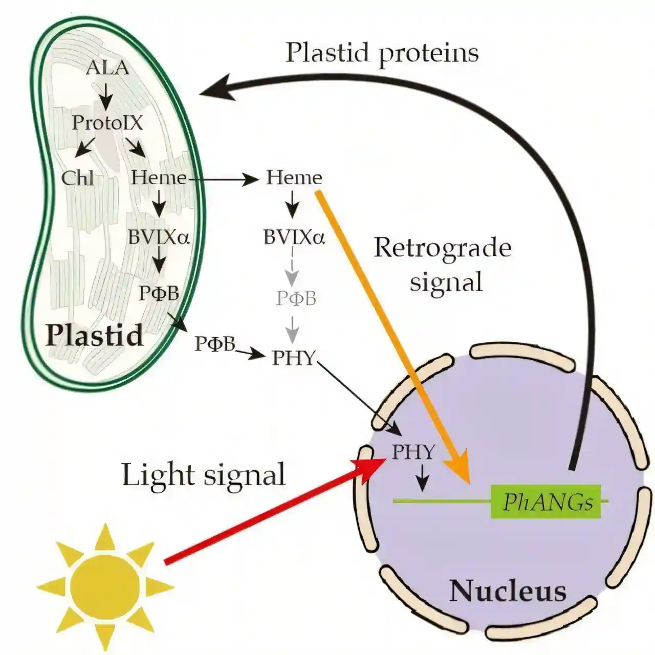 Why plant cells need heme: Hidden signal reshapes photosynthesis gene control