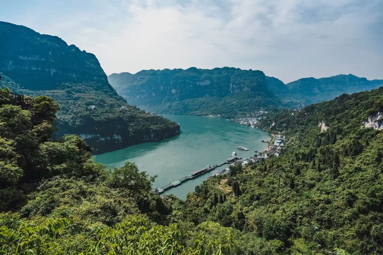 Why natural forests survive heat waves better than planted forests