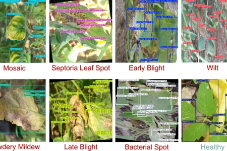 Image: The SLIF-Tomato dataset built by academics from CDU and UoP contains 8,934 images, broken into eight classes. Pictured are examples of their bounding box annotations. Credit: Charles Darwin University