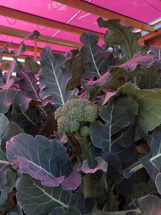 Farming under colored solar panels: A new way to share land between food and energy